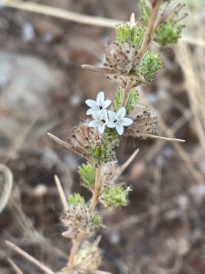 Spiked Western Rosinweed