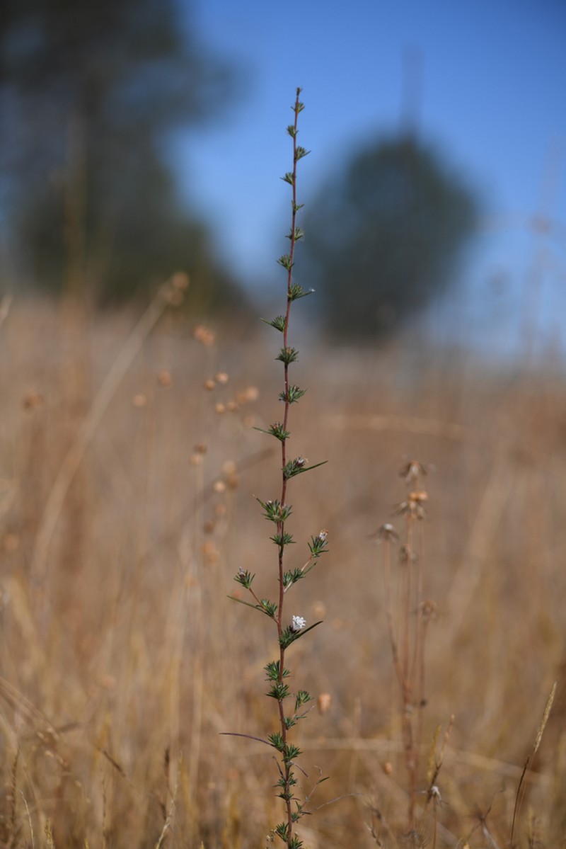 Spiked Western Rosinweed photo 2