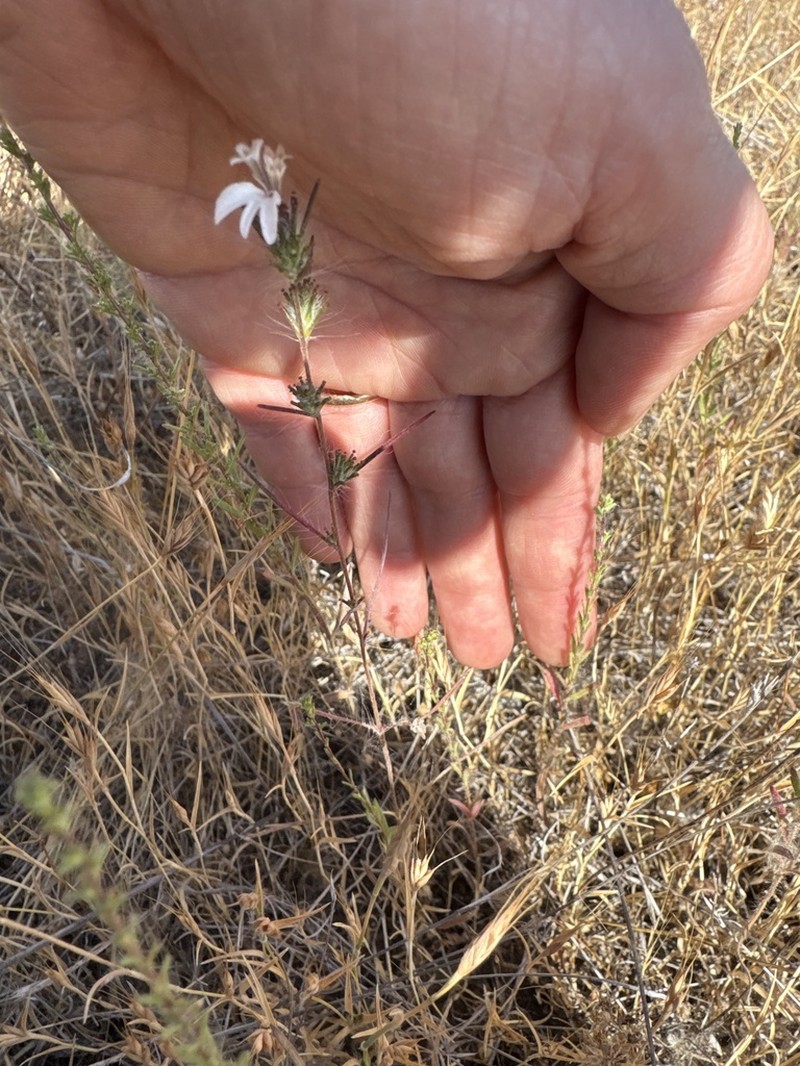 Spiked Western Rosinweed photo 3