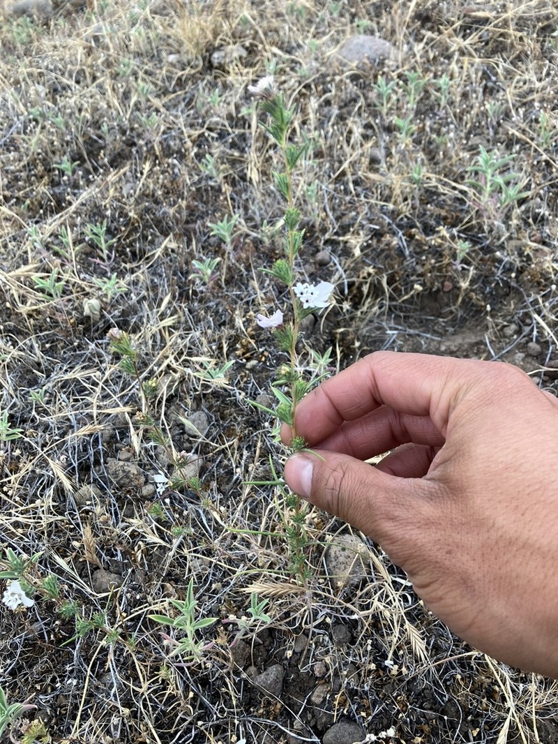 Spiked Western Rosinweed photo 4
