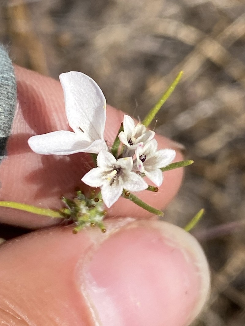 Spiked Western Rosinweed photo 5