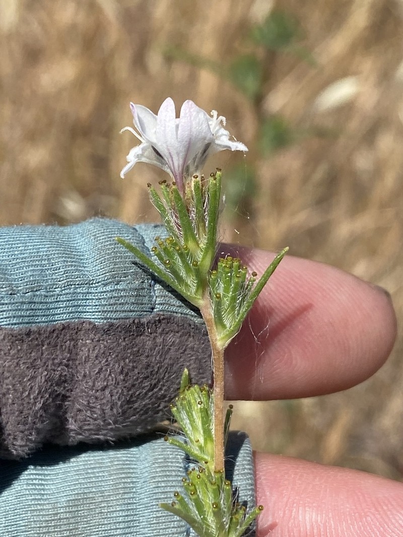 Spiked Western Rosinweed photo 6