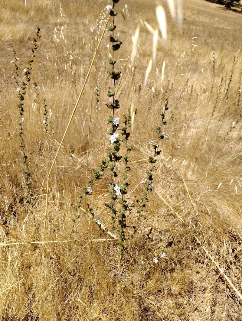 Spiked Western Rosinweed photo 7