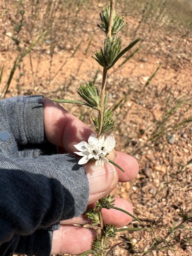 Spiked Western Rosinweed photo 8