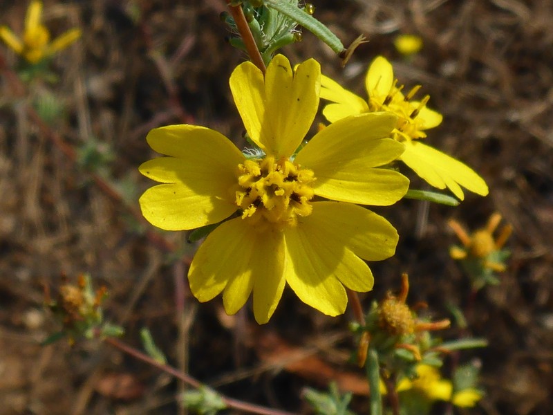 Oregon Western Rosinweed