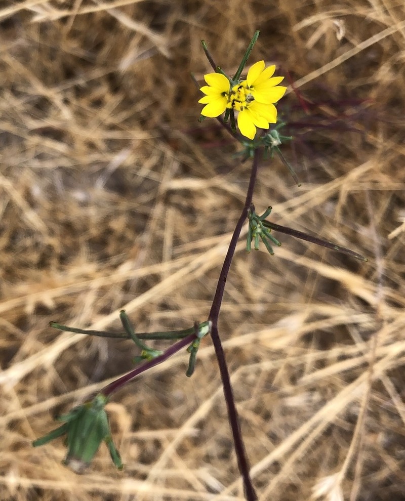 Oregon Western Rosinweed photo 2