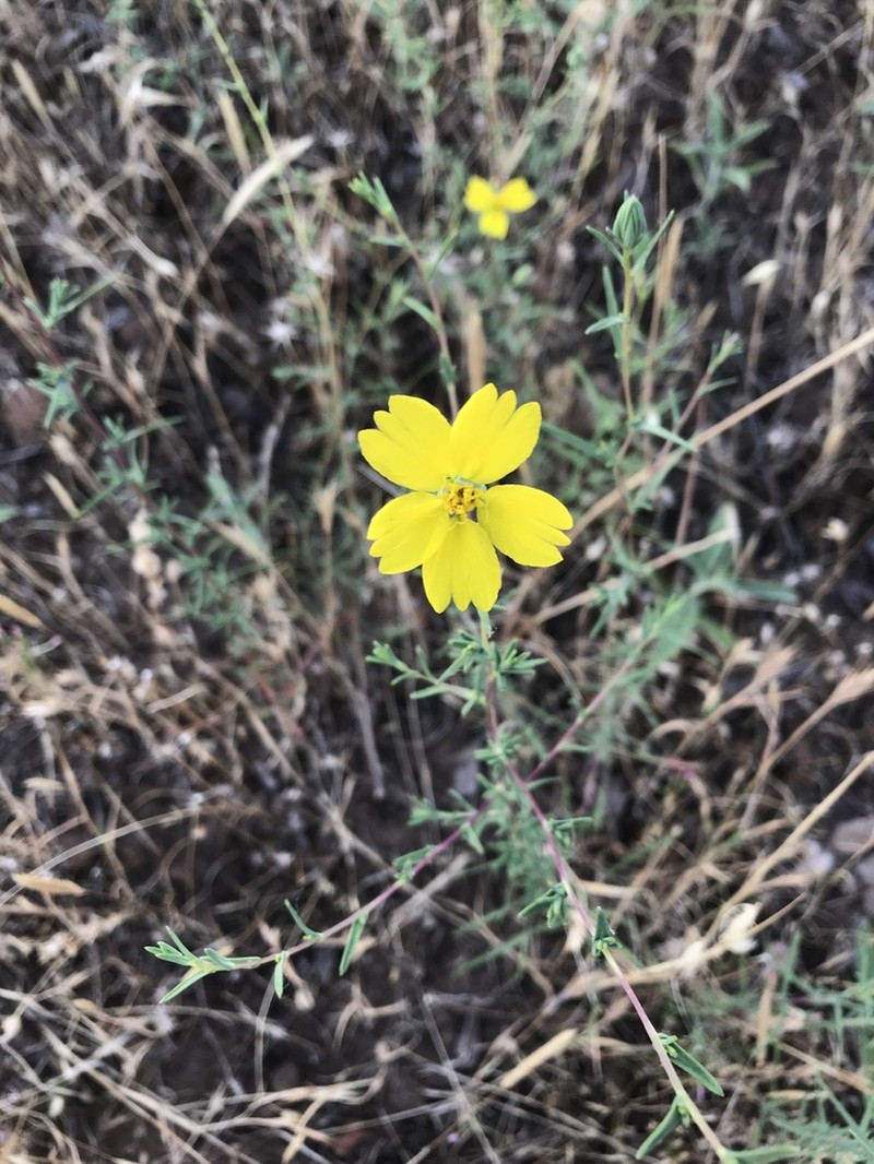 Oregon Western Rosinweed photo 3