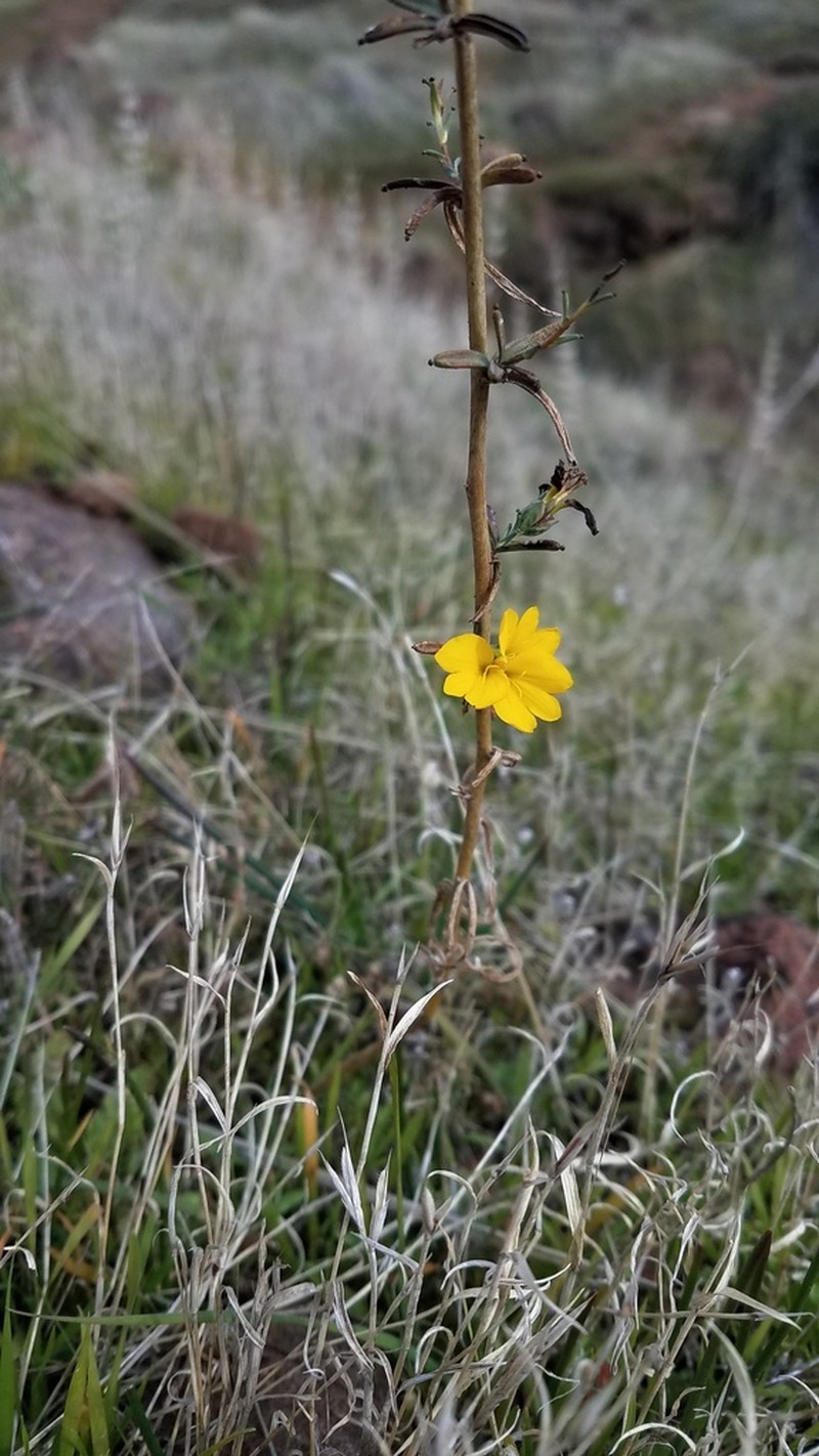 Oregon Western Rosinweed photo 4