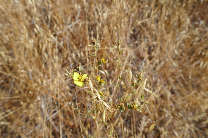 Oregon Western Rosinweed photo 5