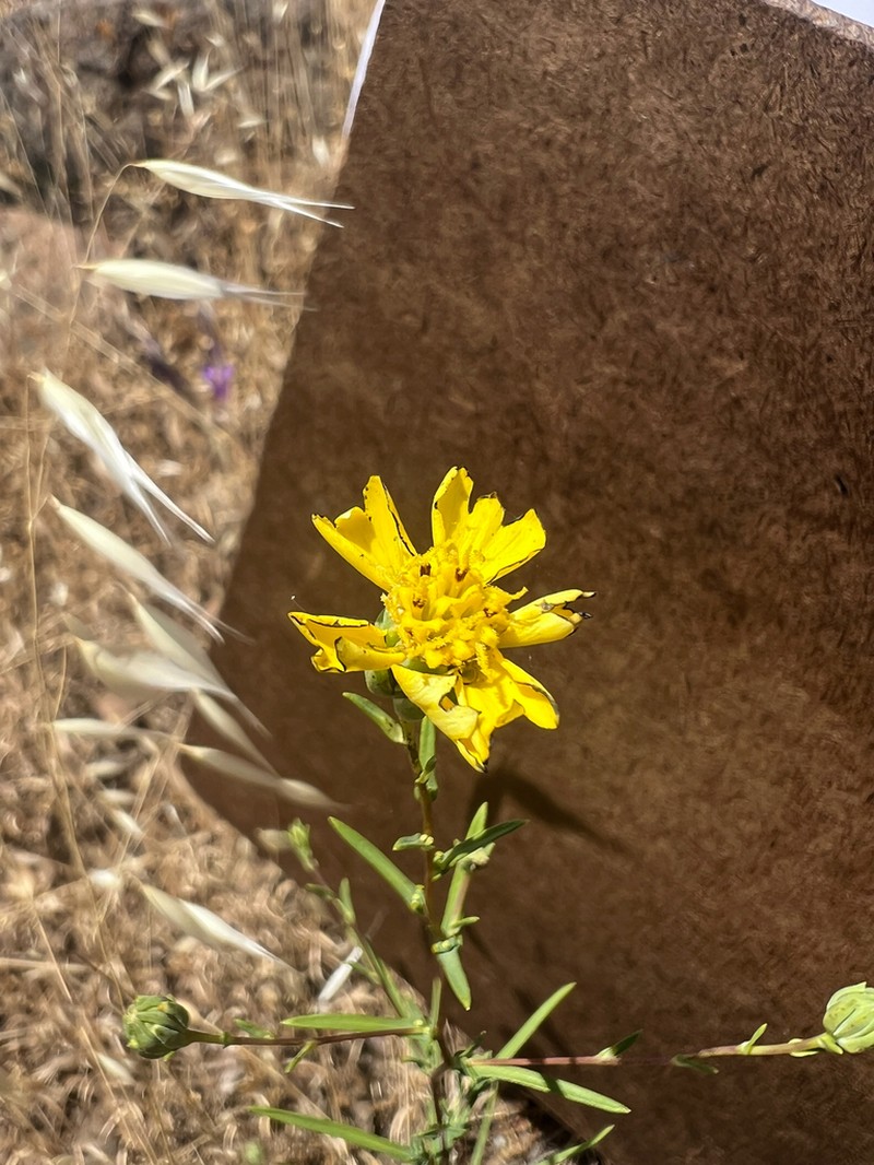 Oregon Western Rosinweed photo 6