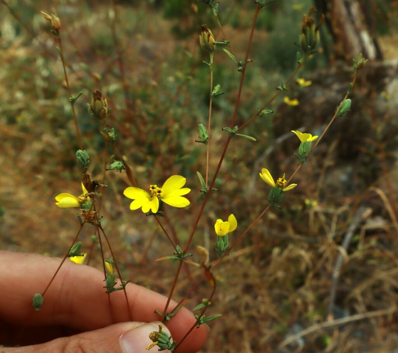 Oregon Western Rosinweed photo 7