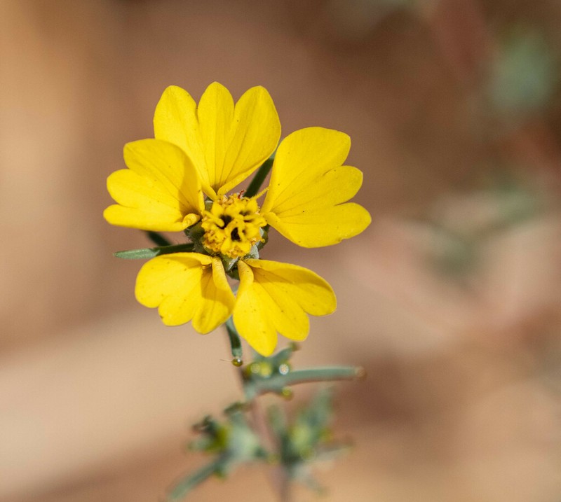 Oregon Western Rosinweed photo 8