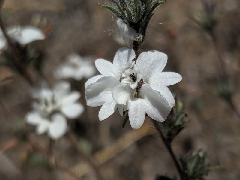 Dwarf Western Rosinweed