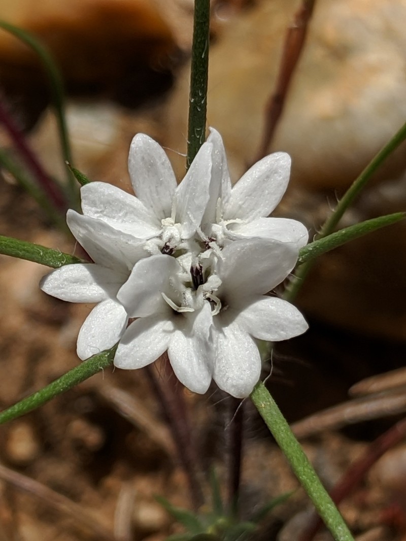 Dwarf Western Rosinweed photo 2