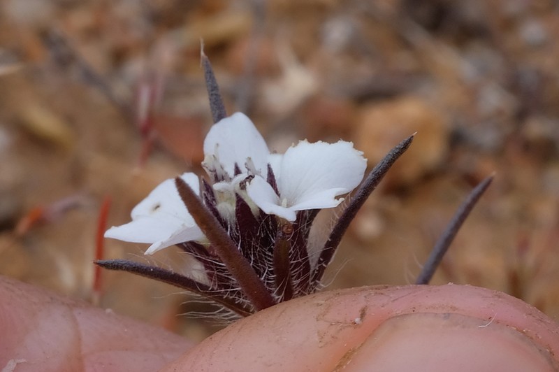 Dwarf Western Rosinweed photo 3
