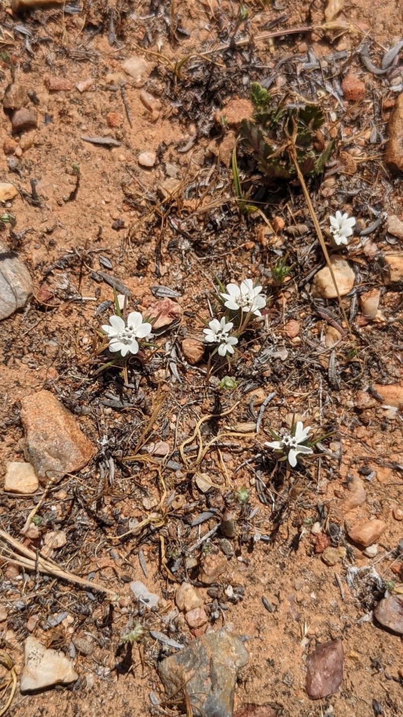 Dwarf Western Rosinweed photo 4