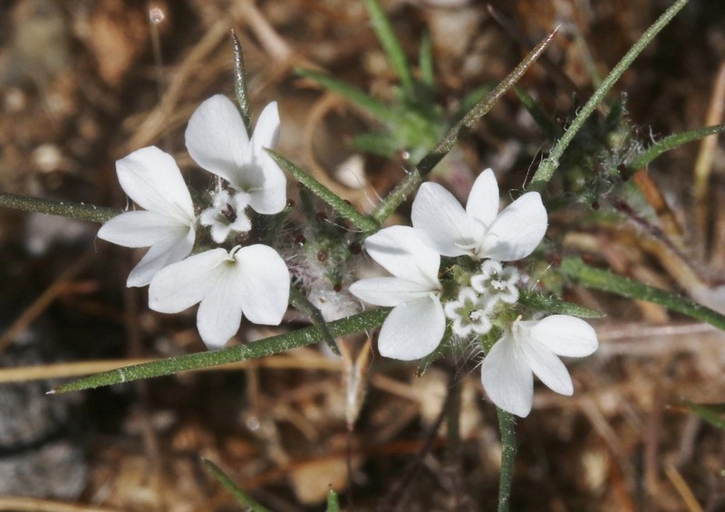Dwarf Western Rosinweed photo 5