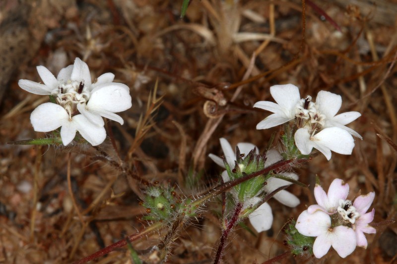 Dwarf Western Rosinweed photo 6