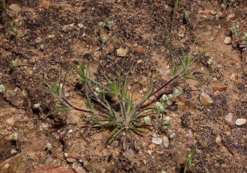 Dwarf Western Rosinweed photo 7