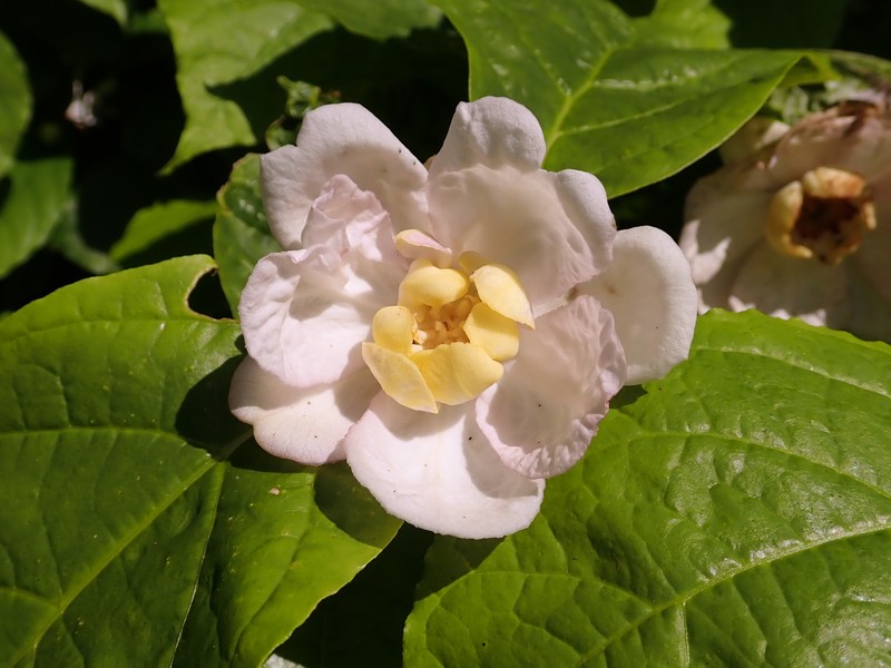 Georgia Sweetshrub