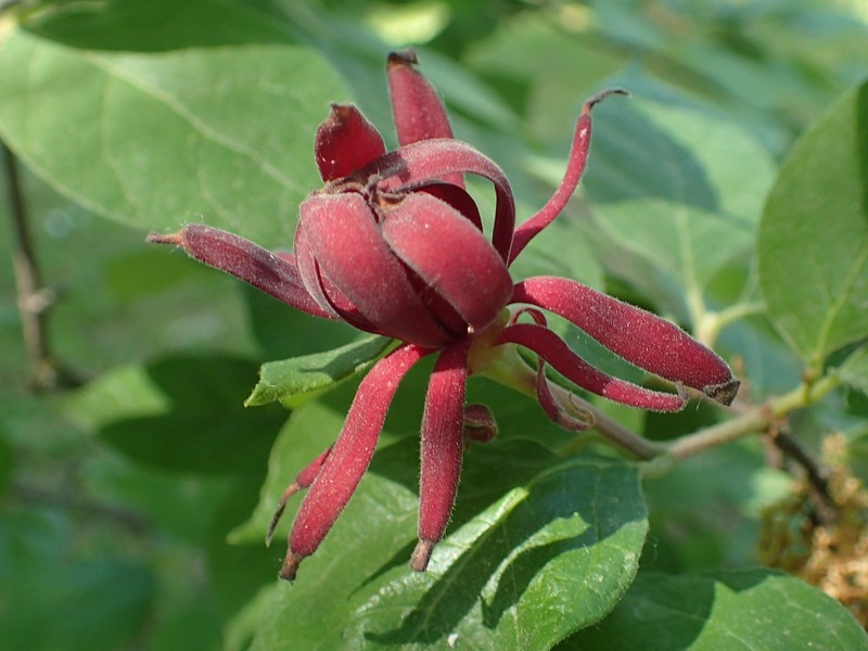 Georgia Sweetshrub photo 2