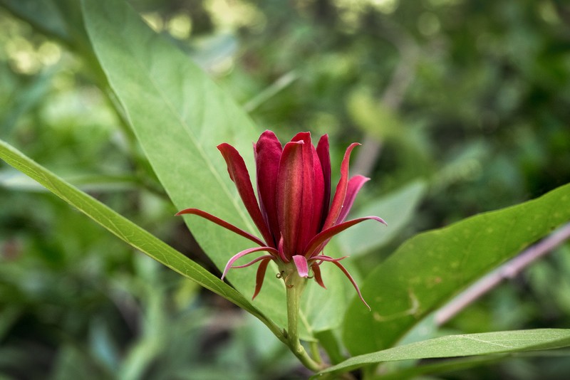 Georgia Sweetshrub photo 3