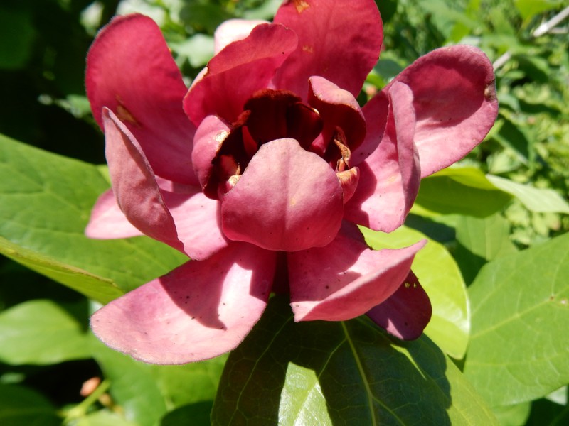 Georgia Sweetshrub photo 4