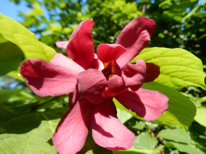 Georgia Sweetshrub photo 5
