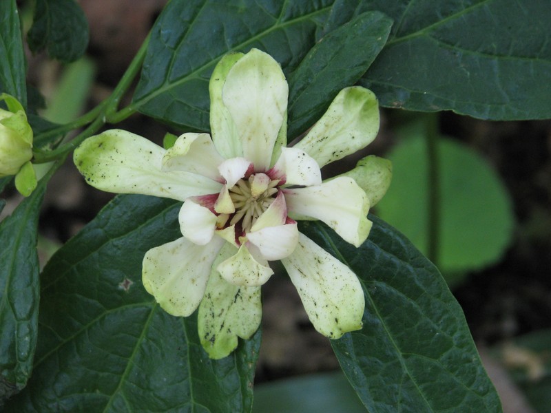 Georgia Sweetshrub photo 6