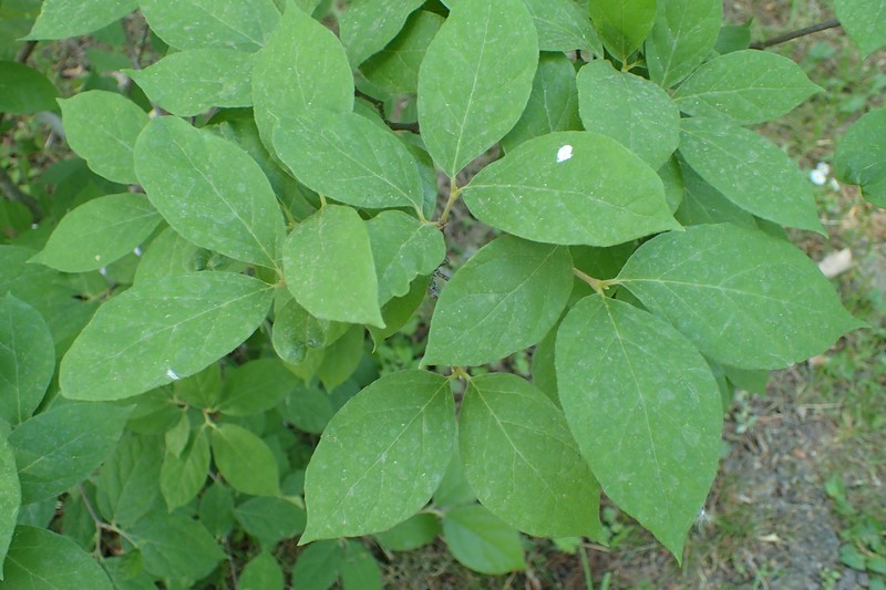 Eastern Sweetshrub photo 2