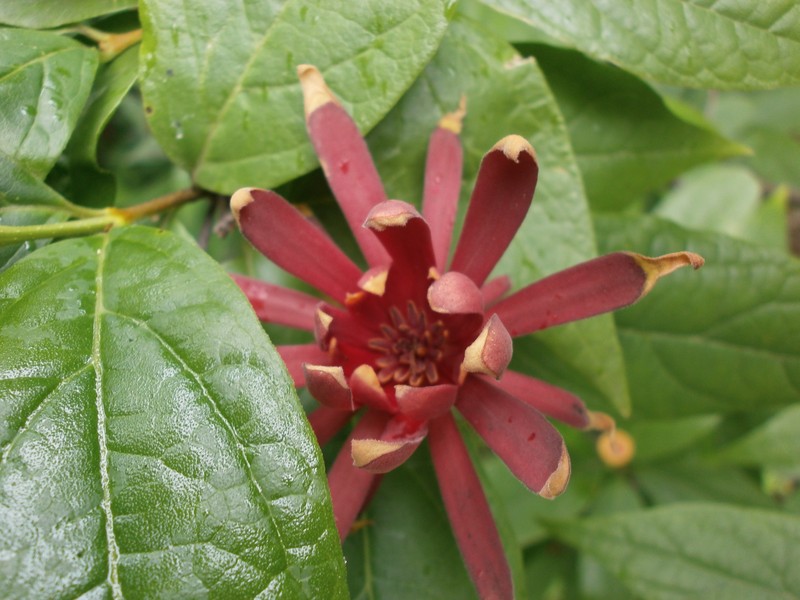 Eastern Sweetshrub photo 3