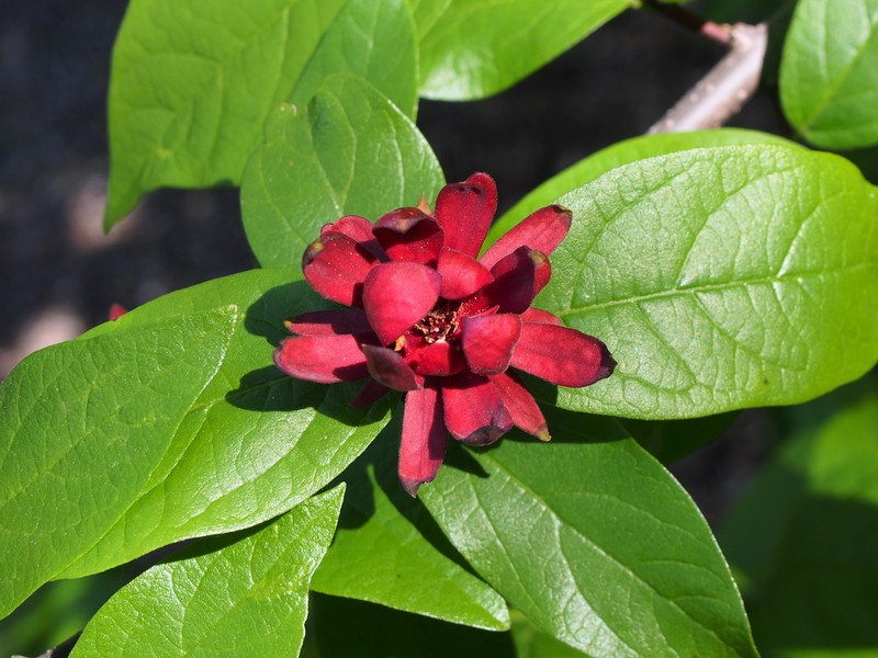 Eastern Sweetshrub photo 4