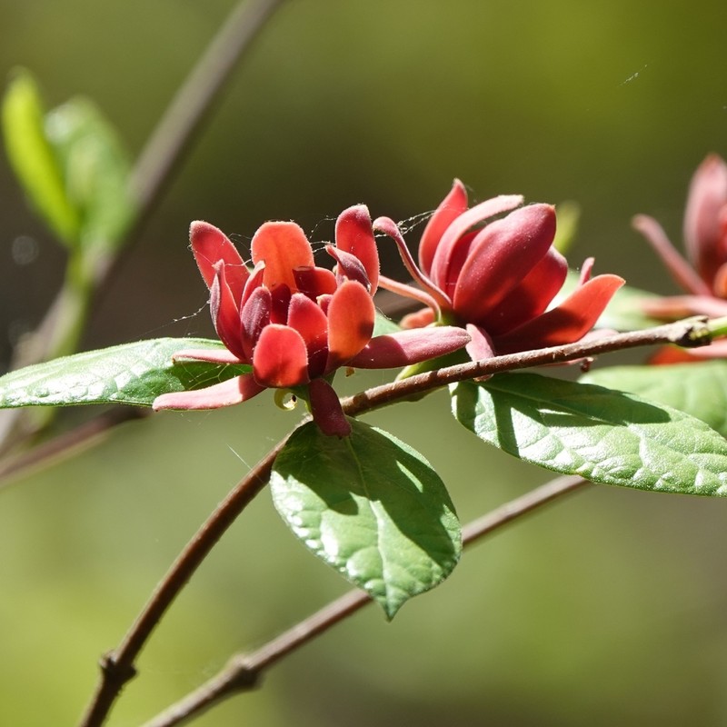 Eastern Sweetshrub photo 5