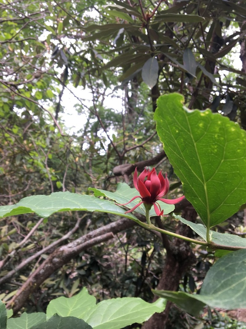 Eastern Sweetshrub photo 6