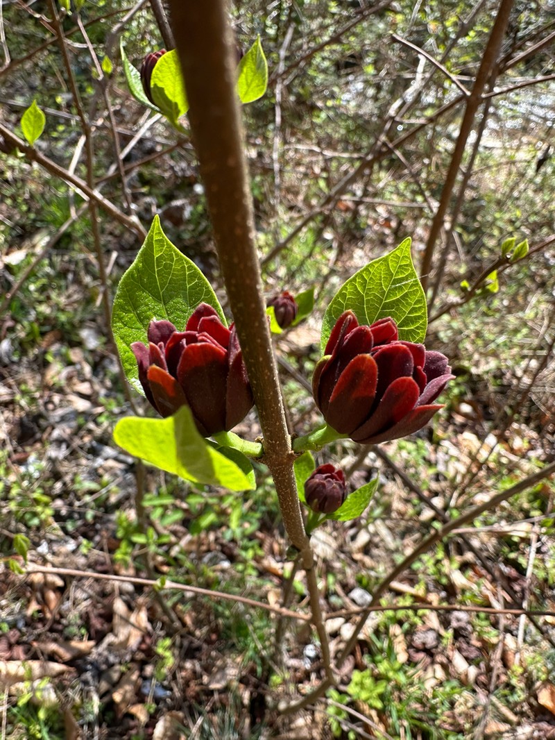 Eastern Sweetshrub photo 7