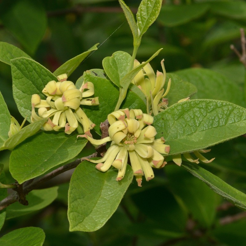 Calycanthus floridus var. floridus