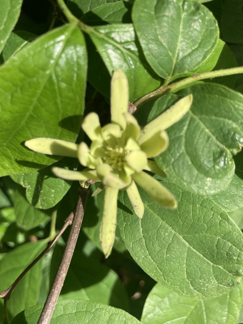 Calycanthus floridus var. floridus photo 2