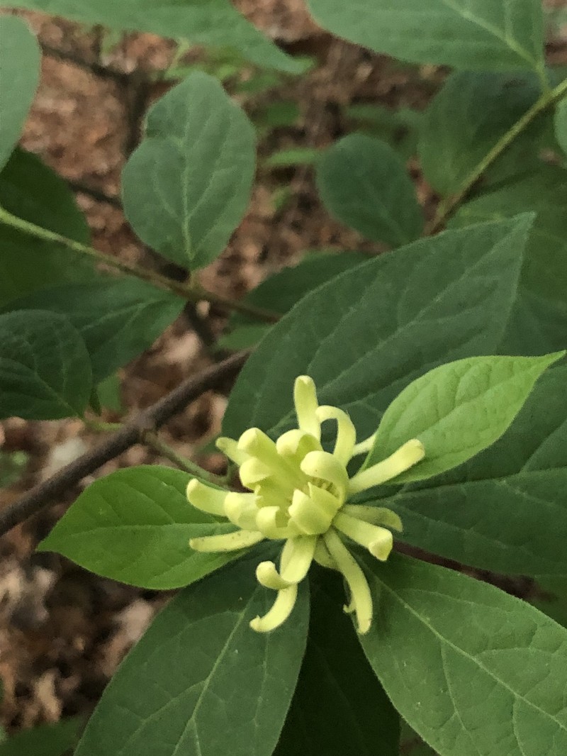 Calycanthus floridus var. floridus photo 3