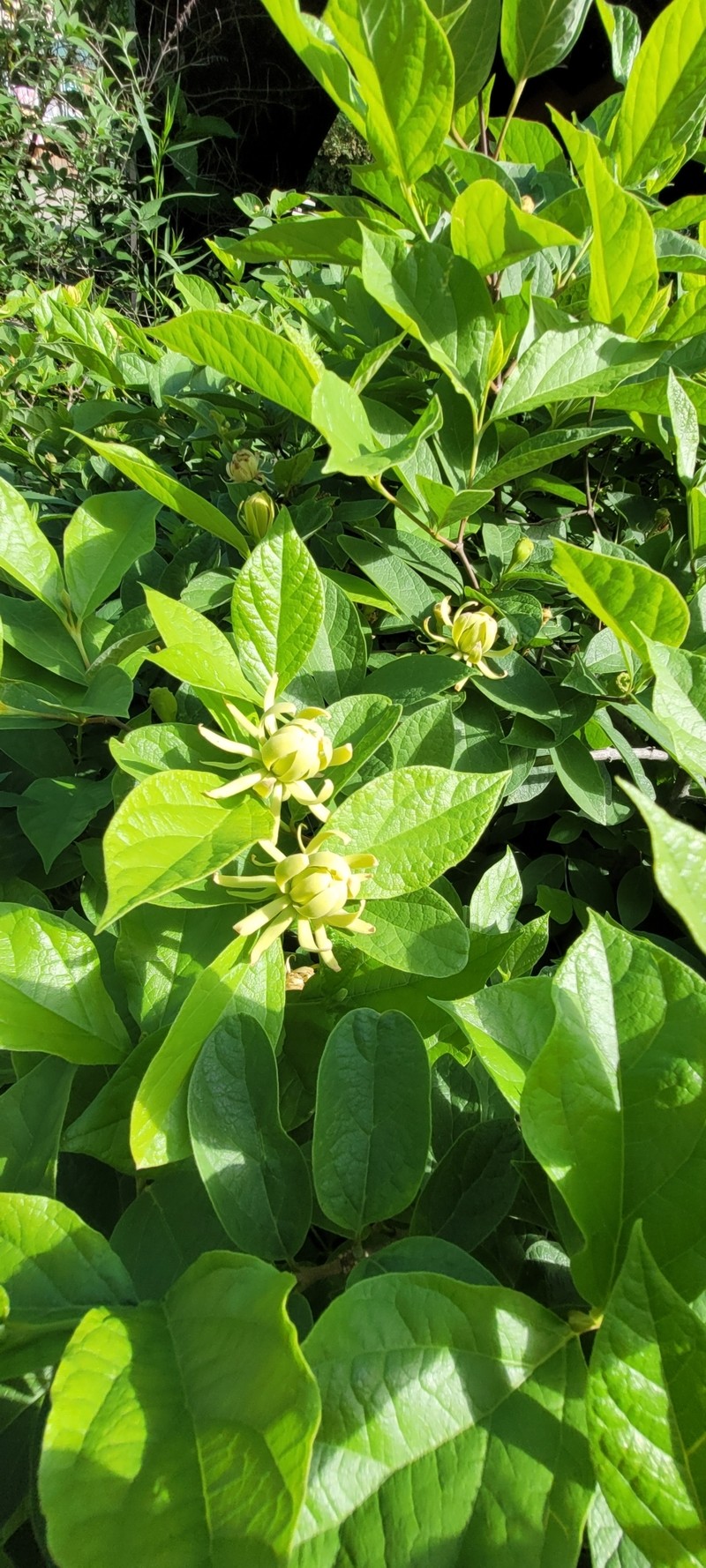 Calycanthus floridus var. floridus photo 4