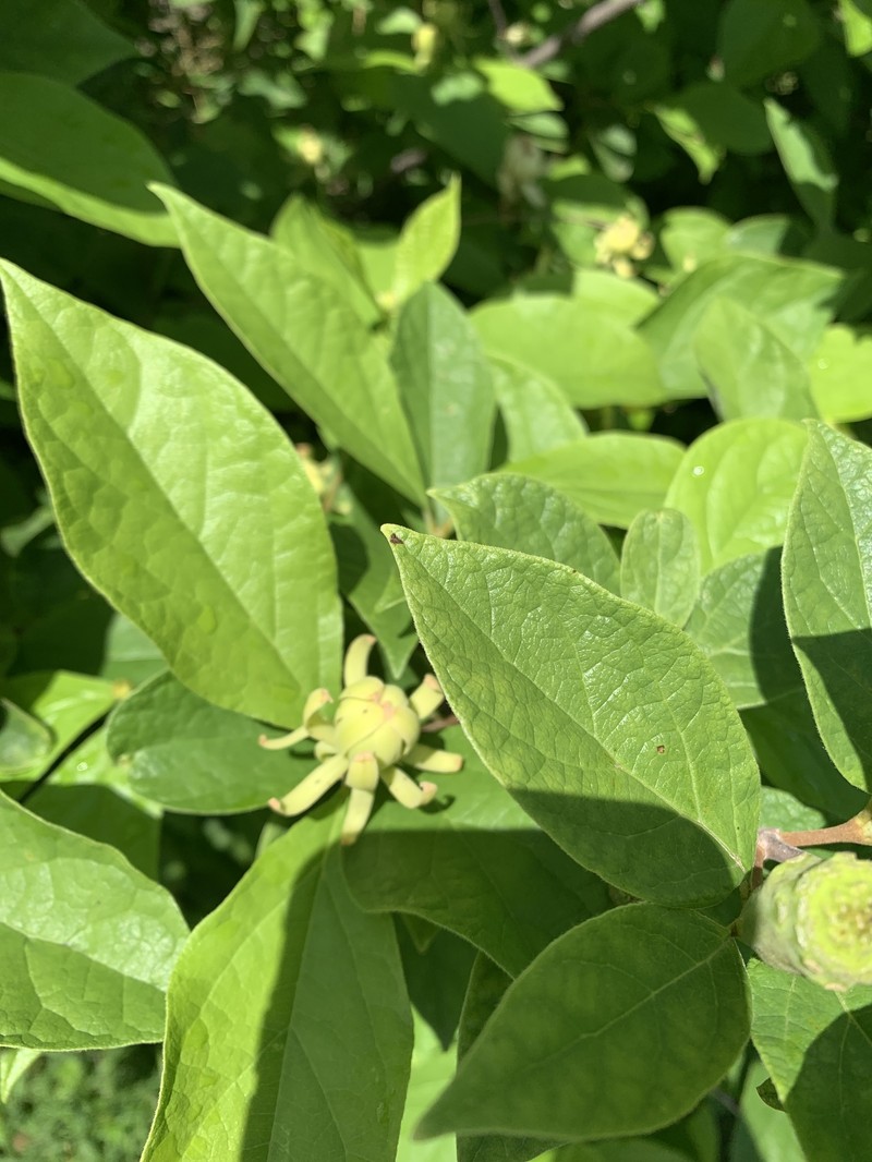 Calycanthus floridus var. floridus photo 5