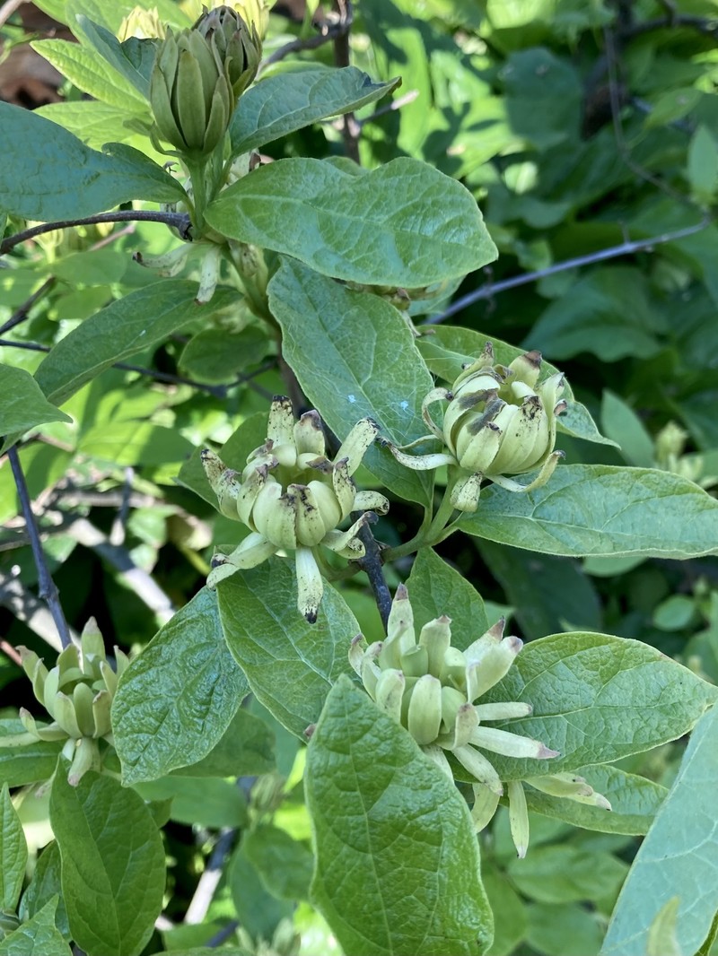 Calycanthus floridus var. floridus photo 6