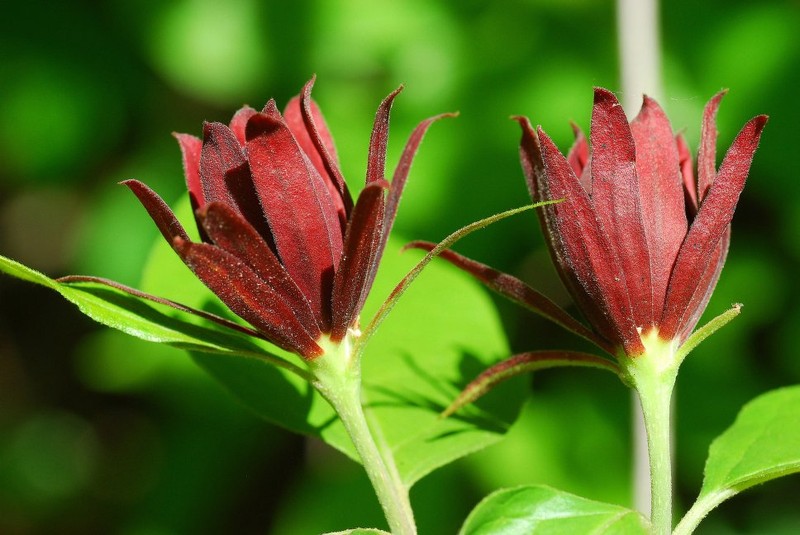 Calycanthus floridus var. floridus photo 7