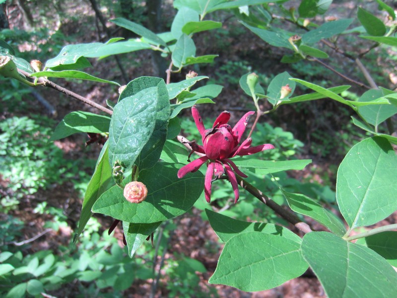 Calycanthus floridus var. floridus photo 8