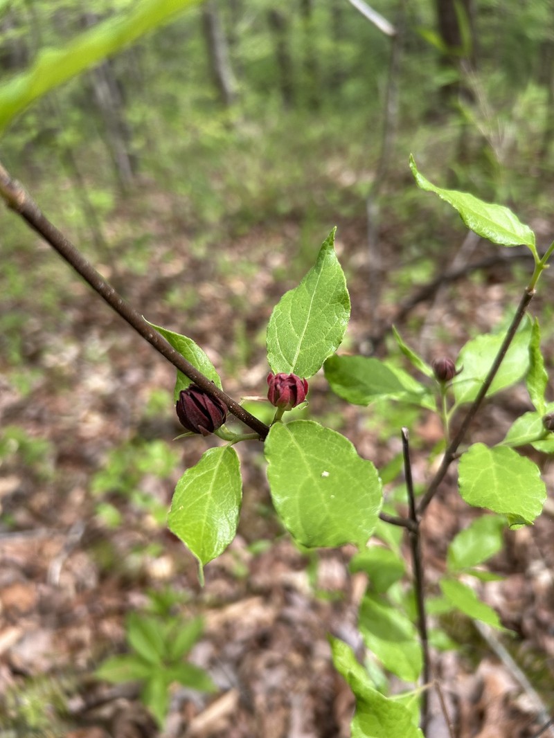 Calycanthus floridus var. glaucus