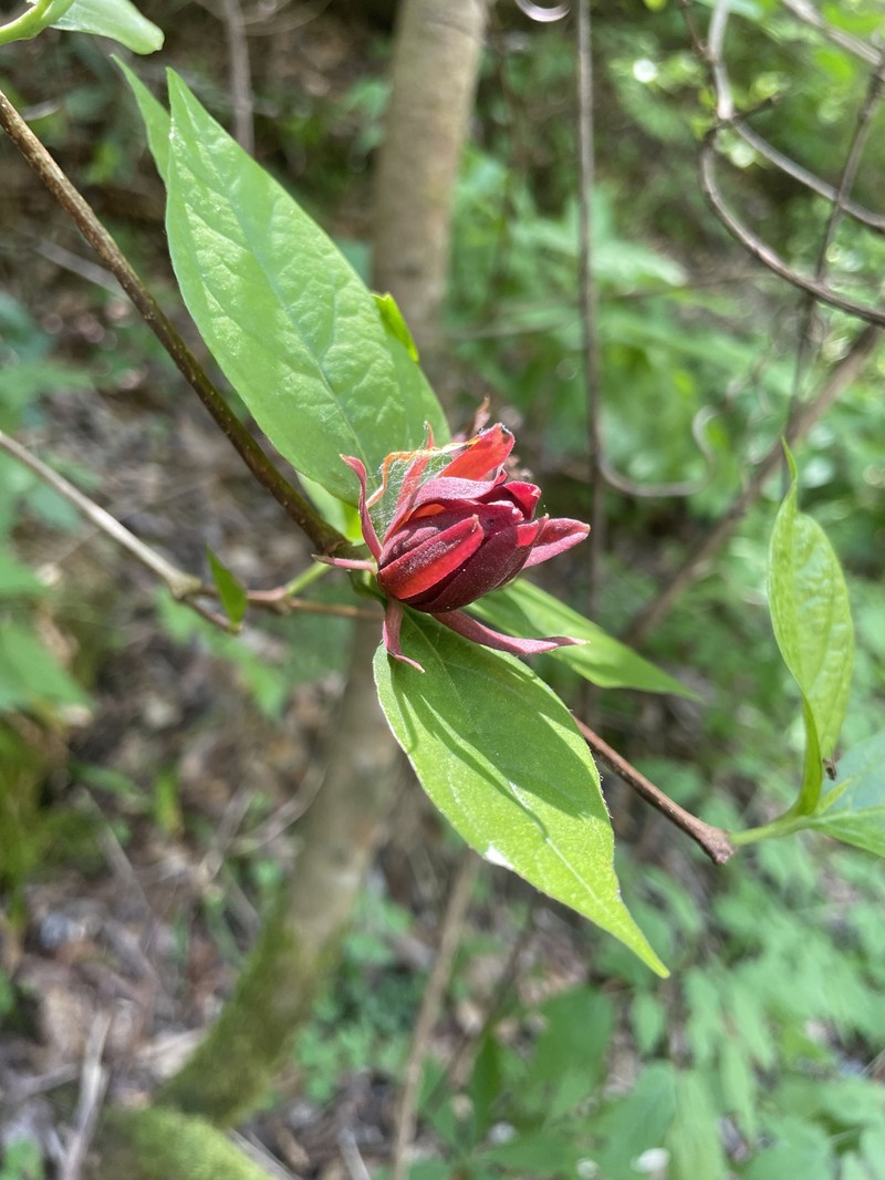 Calycanthus floridus var. glaucus photo 2