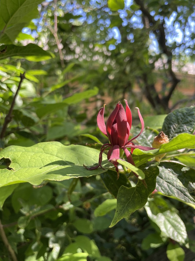 Calycanthus floridus var. glaucus photo 3