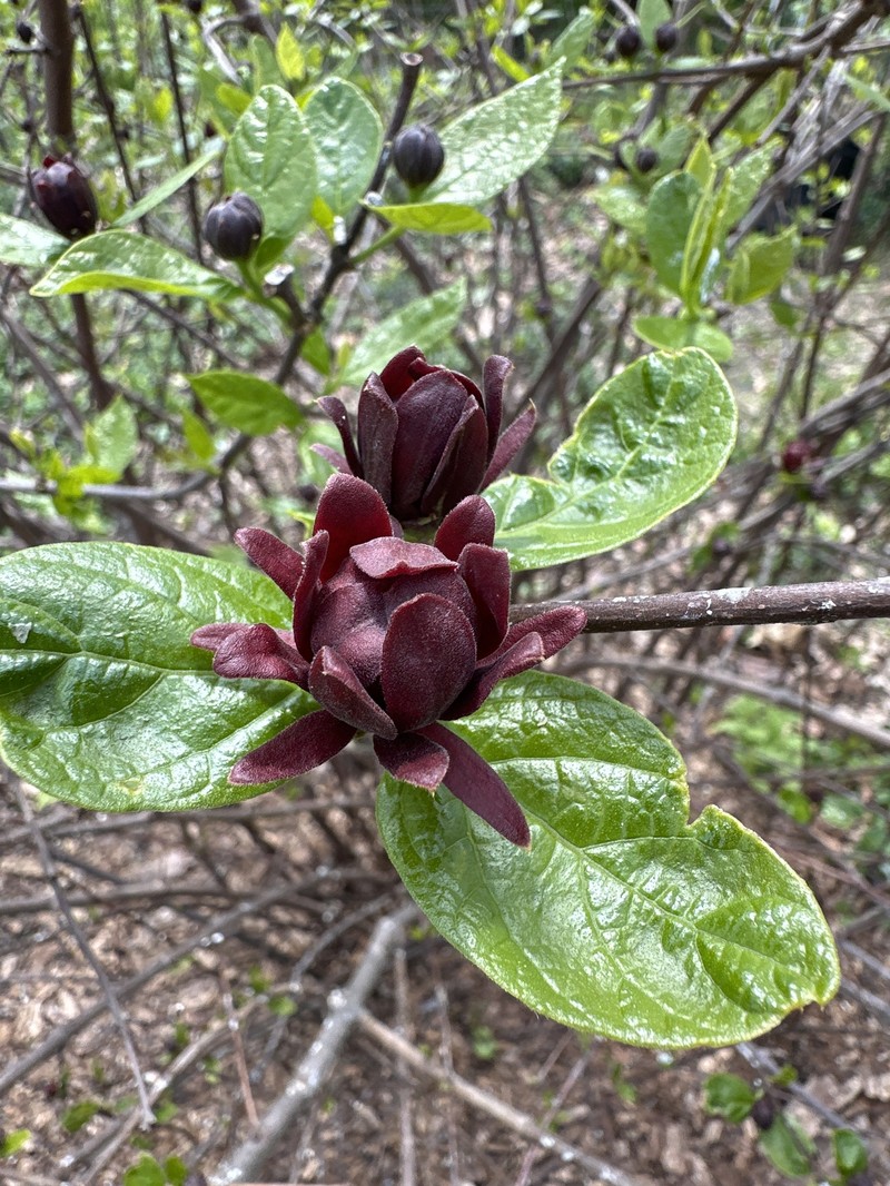 Calycanthus floridus var. glaucus photo 4