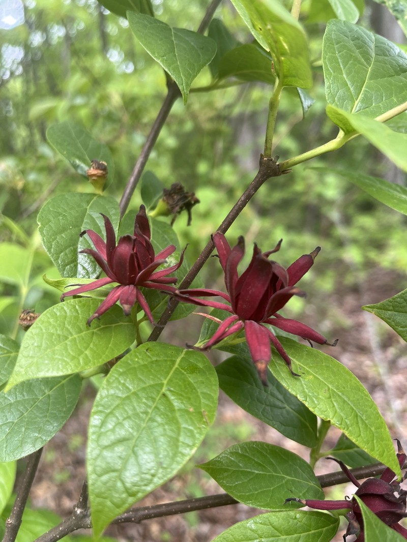 Calycanthus floridus var. glaucus photo 5