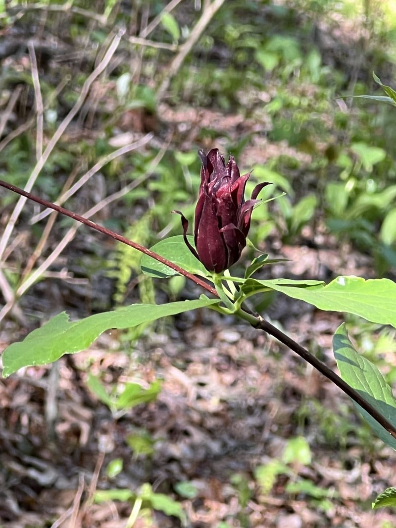 Calycanthus floridus var. glaucus photo 6