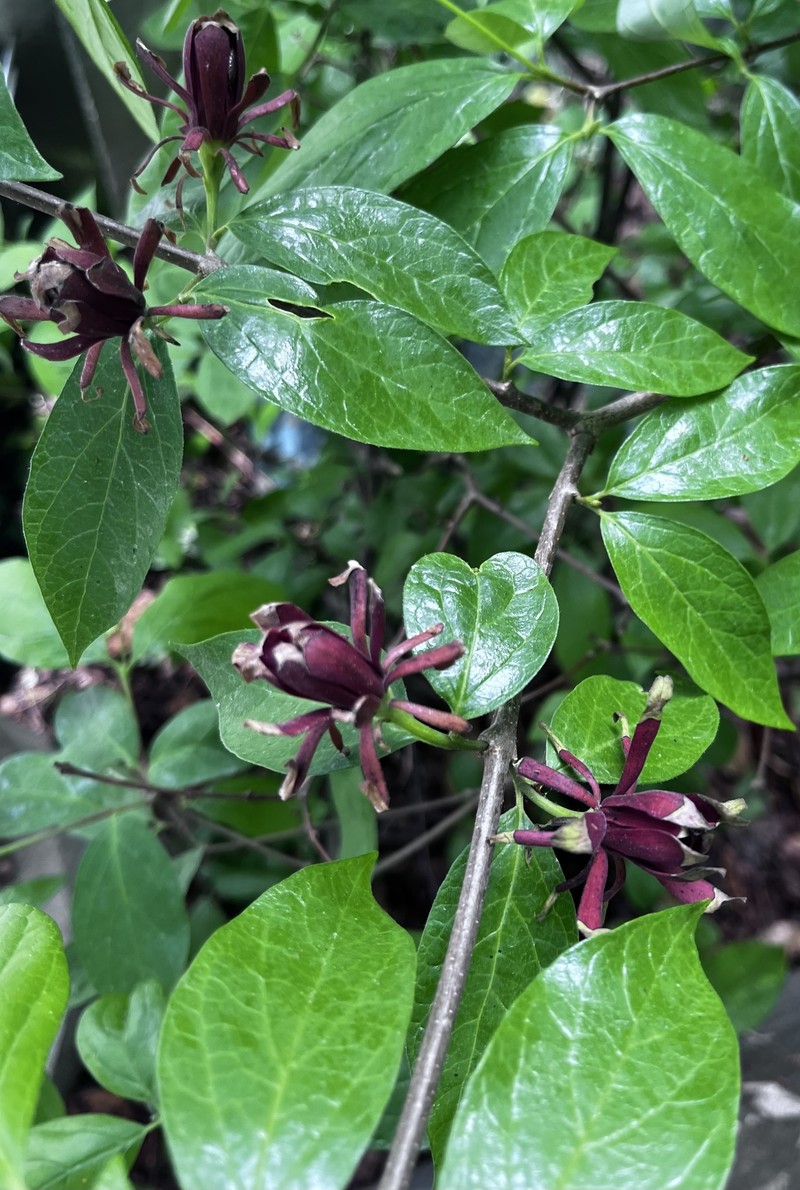 Calycanthus floridus var. glaucus photo 7